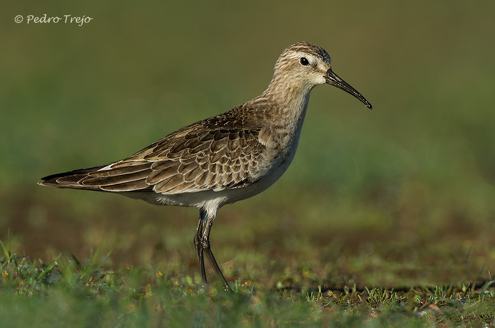 Correlimos común ( Calidris alpina )